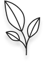 Three leaves